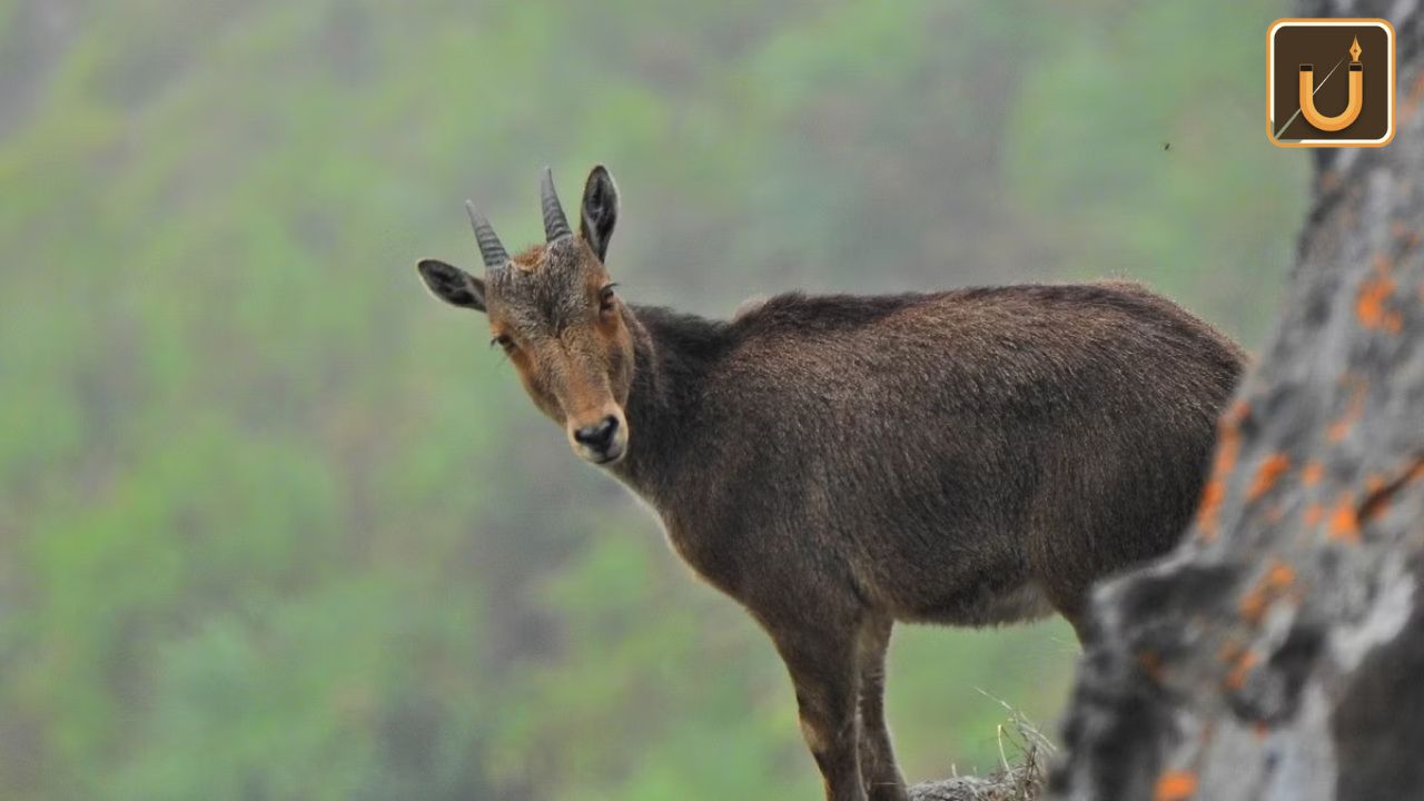 Usthadian Academy / “Project Nilgiri Tahr,”